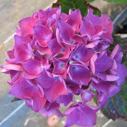 Hortensia 'Merveille Sanguine'